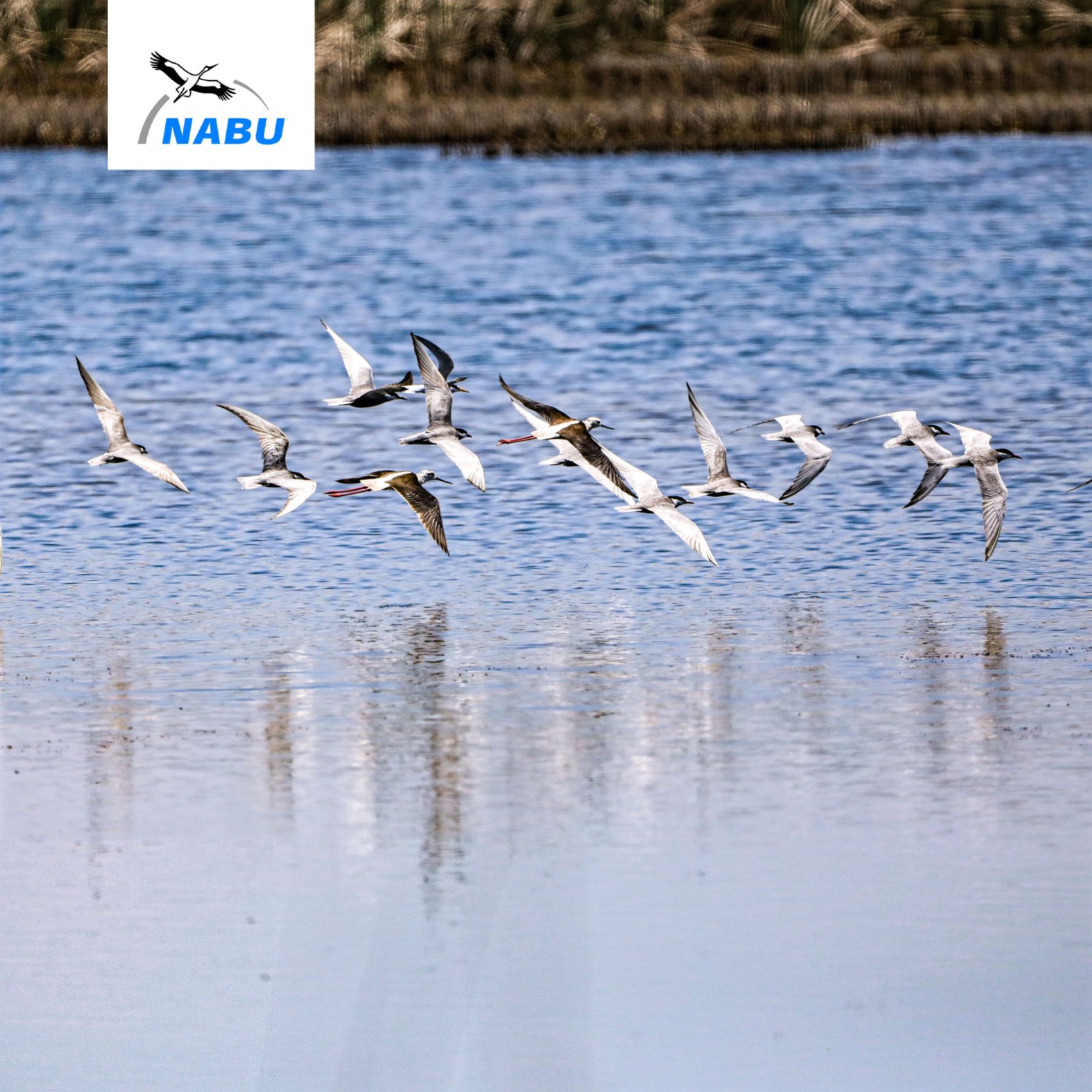 The potential of wetlands in Armenia NABU